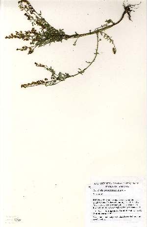  (Crotalaria pseudotenuirama - MlR132)  @11 [ ] No Rights Reserved (2011) Olivier Maurin University of Johannesburg