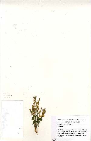  (Crotalaria graminicola - MlR138)  @11 [ ] No Rights Reserved (2011) Olivier Maurin University of Johannesburg