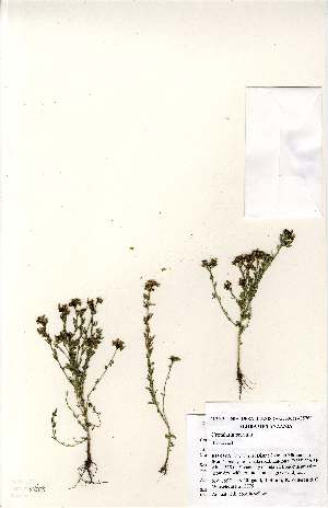  (Crotalaria parvula - MlR141)  @11 [ ] No Rights Reserved (2011) Olivier Maurin University of Johannesburg