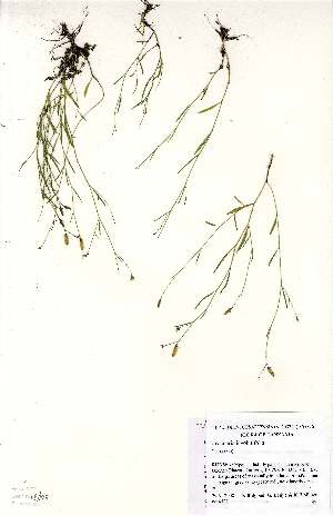  (Crotalaria involutifolia - MlR144)  @11 [ ] No Rights Reserved (2011) Olivier Maurin University of Johannesburg