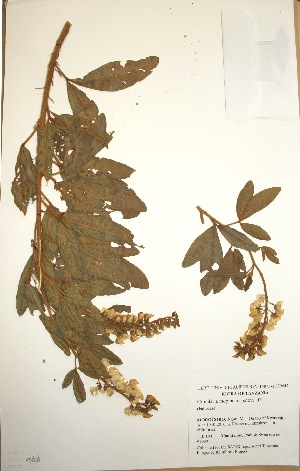  (Crotalaria inopinata - MlR148)  @11 [ ] No Rights Reserved (2011) Olivier Maurin University of Johannesburg