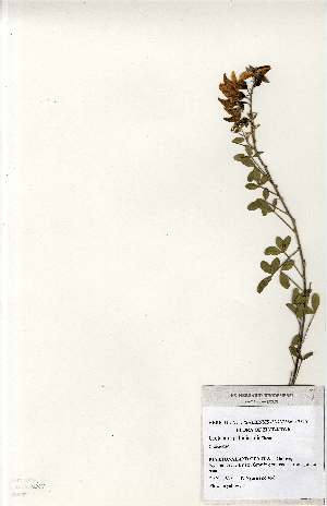  (Crotalaria pallidicaulis - MlR149)  @11 [ ] No Rights Reserved (2011) Olivier Maurin University of Johannesburg