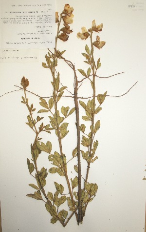  (Crotalaria grandistipulata - MlR156)  @11 [ ] No Rights Reserved (2011) Olivier Maurin University of Johannesburg