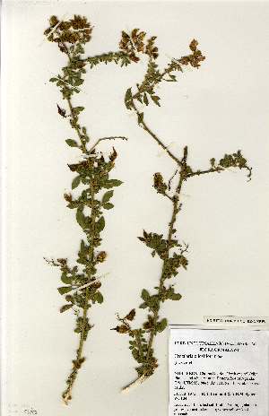  (Crotalaria pilosiflora - MlR160)  @11 [ ] No Rights Reserved (2011) Olivier Maurin University of Johannesburg