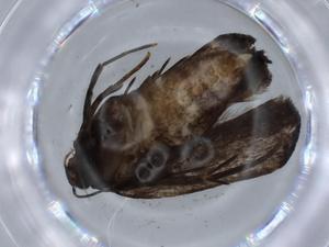  (gelMalaise01 Malaise6002 - BIOUG59866-F10)  @11 [ ] CreativeCommons - Attribution (2021) Centre for Biodiversity Genomics Centre for Biodiversity Genomics