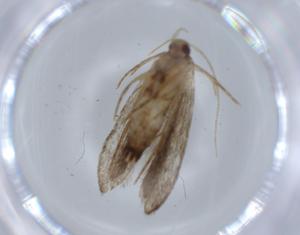  ( - BIOUG59866-F07)  @11 [ ] CreativeCommons - Attribution (2021) Centre for Biodiversity Genomics Centre for Biodiversity Genomics