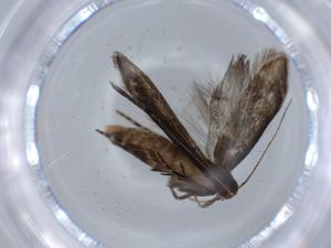  ( - BIOUG59866-G08)  @11 [ ] CreativeCommons - Attribution (2021) Centre for Biodiversity Genomics Centre for Biodiversity Genomics