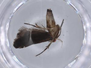  ( - BIOUG59880-F07)  @11 [ ] CreativeCommons - Attribution (2021) Centre for Biodiversity Genomics Centre for Biodiversity Genomics