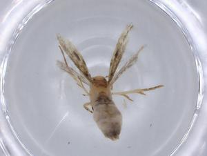  ( - BIOUG59880-F12)  @11 [ ] CreativeCommons - Attribution (2021) Centre for Biodiversity Genomics Centre for Biodiversity Genomics