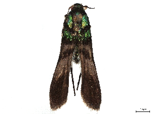  ( - BIOUG63943-C06)  @11 [ ] CreativeCommons - Attribution (2022) CBG Photography Group Centre for Biodiversity Genomics