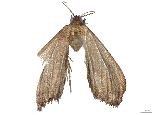  ( - BIOUG63944-G06)  @11 [ ] CreativeCommons - Attribution (2022) CBG Photography Group Centre for Biodiversity Genomics