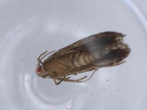  (geleBioLep01 BioLep8775 - BIOUG64652-A01)  @11 [ ] CreativeCommons - Attribution (2021) Centre for Biodiversity Genomics Centre for Biodiversity Genomics