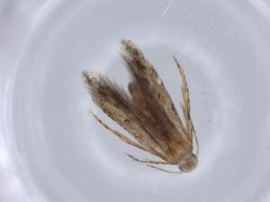  ( - BIOUG64652-B02)  @11 [ ] CreativeCommons - Attribution (2021) Centre for Biodiversity Genomics Centre for Biodiversity Genomics