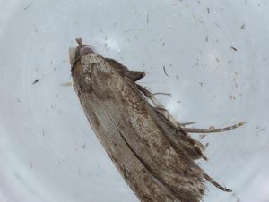  ( - BIOUG64686-E04)  @11 [ ] CreativeCommons - Attribution (2021) Centre for Biodiversity Genomics Centre for Biodiversity Genomics