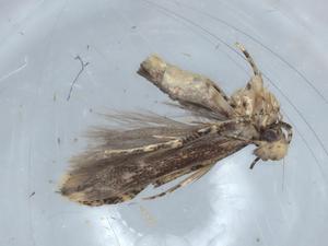  ( - BIOUG64686-G03)  @11 [ ] CreativeCommons - Attribution (2021) Centre for Biodiversity Genomics Centre for Biodiversity Genomics