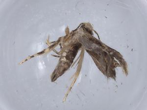  ( - BIOUG64687-A06)  @11 [ ] CreativeCommons - Attribution (2021) Centre for Biodiversity Genomics Centre for Biodiversity Genomics