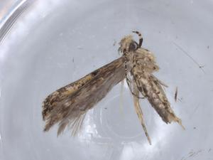  ( - BIOUG64687-A07)  @11 [ ] CreativeCommons - Attribution (2021) Centre for Biodiversity Genomics Centre for Biodiversity Genomics