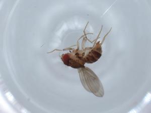  (Hirtodrosophila subflavohalterata affinis 1 - BIOUG65267-C01)  @11 [ ] CreativeCommons - Attribution (2021) Centre for Biodiversity Genomics Centre for Biodiversity Genomics
