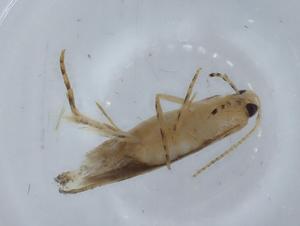  ( - BIOUG65300-H01)  @11 [ ] CreativeCommons - Attribution (2021) Centre for Biodiversity Genomics Centre for Biodiversity Genomics