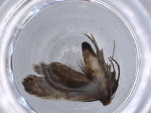  ( - BIOUG65775-A08)  @11 [ ] CreativeCommons - Attribution (2021) Centre for Biodiversity Genomics Centre for Biodiversity Genomics