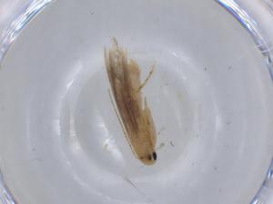  ( - BIOUG65775-B05)  @11 [ ] CreativeCommons - Attribution (2021) Centre for Biodiversity Genomics Centre for Biodiversity Genomics