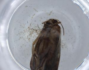  ( - BIOUG65798-H09)  @11 [ ] CreativeCommons - Attribution (2021) Centre for Biodiversity Genomics Centre for Biodiversity Genomics