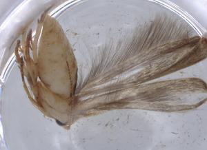  ( - BIOUG65799-C01)  @11 [ ] CreativeCommons - Attribution (2021) Centre for Biodiversity Genomics Centre for Biodiversity Genomics