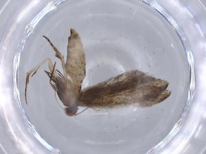  ( - BIOUG65799-C04)  @11 [ ] CreativeCommons - Attribution (2021) Centre for Biodiversity Genomics Centre for Biodiversity Genomics