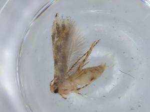  ( - BIOUG66868-D06)  @11 [ ] CreativeCommons - Attribution (2021) Centre for Biodiversity Genomics Centre for Biodiversity Genomics