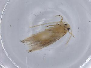  ( - BIOUG66900-H11)  @11 [ ] CreativeCommons - Attribution (2021) Centre for Biodiversity Genomics Centre for Biodiversity Genomics