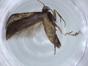  ( - BIOUG67001-A04)  @11 [ ] CreativeCommons - Attribution (2021) Centre for Biodiversity Genomics Centre for Biodiversity Genomics