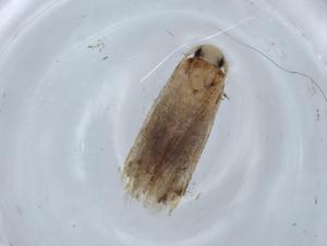  ( - BIOUG67001-B01)  @11 [ ] CreativeCommons - Attribution (2021) Centre for Biodiversity Genomics Centre for Biodiversity Genomics