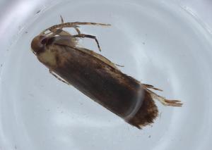  ( - BIOUG67001-B03)  @11 [ ] CreativeCommons - Attribution (2021) Centre for Biodiversity Genomics Centre for Biodiversity Genomics