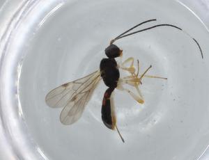  ( - BIOUG67060-A07)  @11 [ ] CreativeCommons - Attribution (2021) Centre for Biodiversity Genomics Centre for Biodiversity Genomics