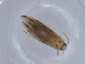  ( - BIOUG67129-A11)  @11 [ ] CreativeCommons - Attribution (2021) Centre for Biodiversity Genomics Centre for Biodiversity Genomics