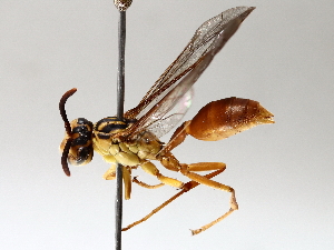  ( - BIOUG64453-C12)  @11 [ ] CreativeCommons - Attribution (2021) CBG Photography Group Centre for Biodiversity Genomics