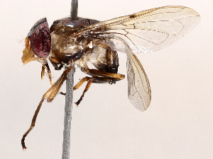  ( - BIOUG64453-H04)  @11 [ ] CreativeCommons - Attribution (2021) CBG Photography Group Centre for Biodiversity Genomics