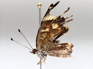  (Anthanassa otanes - BIOUG71249-D05)  @11 [ ] CreativeCommons - Attribution (2021) CBG Photography Group Centre for Biodiversity Genomics