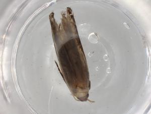  ( - BIOUG72297-H11)  @11 [ ] CreativeCommons - Attribution (2021) Centre for Biodiversity Genomics Centre for Biodiversity Genomics