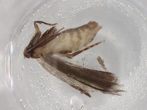  ( - BIOUG72298-F06)  @11 [ ] CreativeCommons - Attribution (2021) Centre for Biodiversity Genomics Centre for Biodiversity Genomics