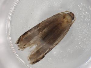  ( - BIOUG72298-H04)  @11 [ ] CreativeCommons - Attribution (2021) Centre for Biodiversity Genomics Centre for Biodiversity Genomics