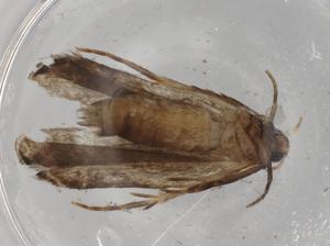  ( - BIOUG72298-H10)  @11 [ ] CreativeCommons - Attribution (2021) Centre for Biodiversity Genomics Centre for Biodiversity Genomics