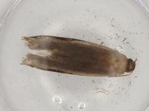  ( - BIOUG72299-C06)  @11 [ ] CreativeCommons - Attribution (2021) Centre for Biodiversity Genomics Centre for Biodiversity Genomics