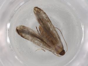  ( - BIOUG72441-G03)  @11 [ ] CreativeCommons - Attribution (2021) Centre for Biodiversity Genomics Centre for Biodiversity Genomics