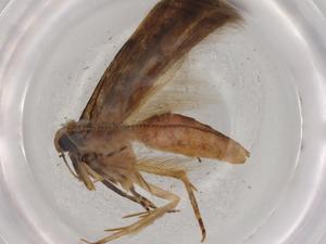  ( - BIOUG72458-E08)  @11 [ ] CreativeCommons - Attribution (2021) Centre for Biodiversity Genomics Centre for Biodiversity Genomics