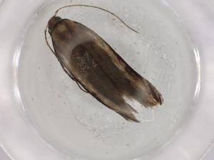  ( - BIOUG72477-B09)  @11 [ ] CreativeCommons - Attribution (2021) Centre for Biodiversity Genomics Centre for Biodiversity Genomics