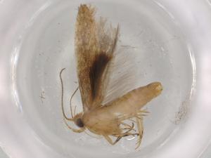  (gelMalaise01 Malaise9265 - BIOUG72477-E09)  @11 [ ] CreativeCommons - Attribution (2021) Centre for Biodiversity Genomics Centre for Biodiversity Genomics