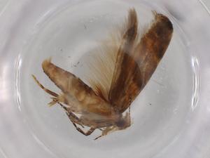  ( - BIOUG72765-C06)  @11 [ ] CreativeCommons - Attribution (2021) Centre for Biodiversity Genomics Centre for Biodiversity Genomics