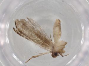  ( - BIOUG72765-E11)  @11 [ ] CreativeCommons - Attribution (2021) Centre for Biodiversity Genomics Centre for Biodiversity Genomics