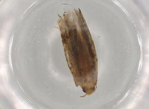  ( - BIOUG72783-D05)  @11 [ ] CreativeCommons - Attribution (2021) Centre for Biodiversity Genomics Centre for Biodiversity Genomics